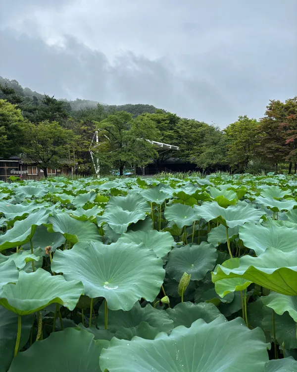 경안천습지생태공원 사진 5