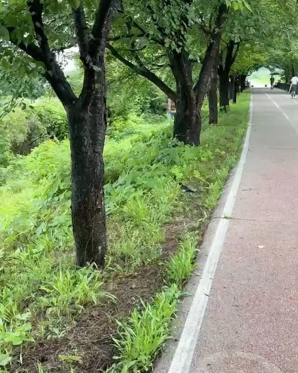 Gyeongancheon Wetland Ecological Park, photo 4