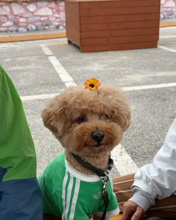 대관령하늘목장 전망대 사진 2