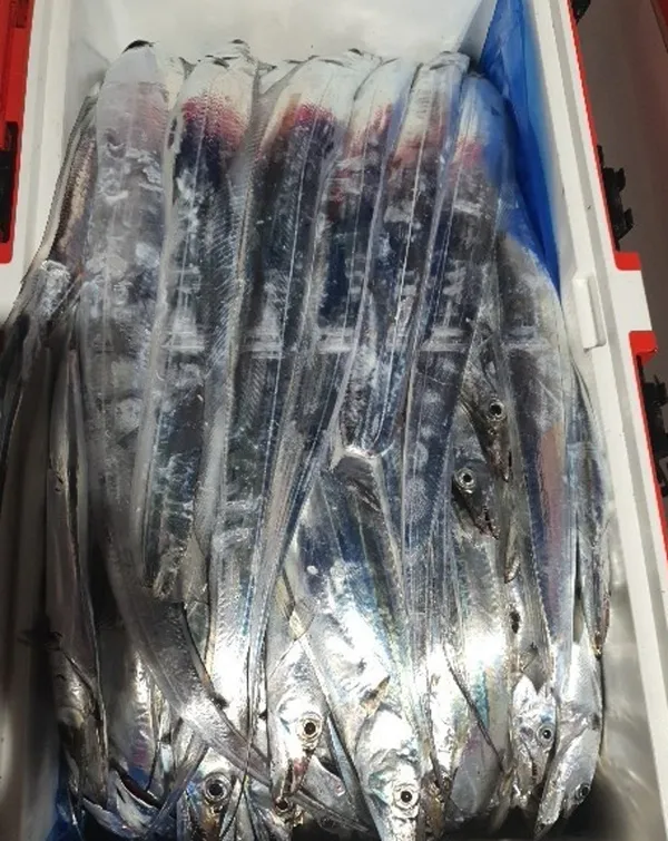 제이제이피싱 사진 5