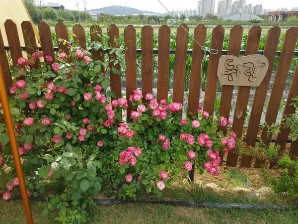 치유농장 뒤란 사진 3