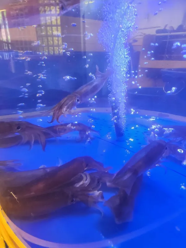 속초오징어어시장 삼산점 사진 2