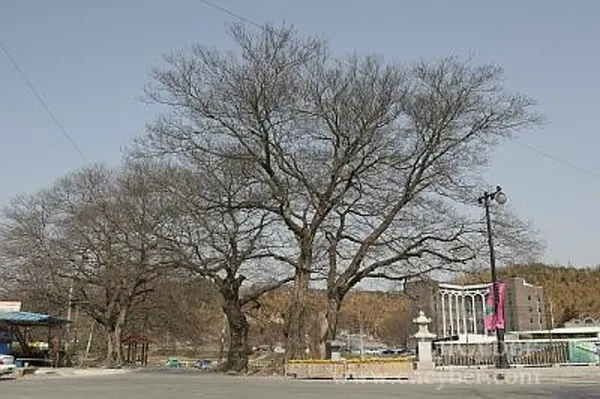 담양관방제림