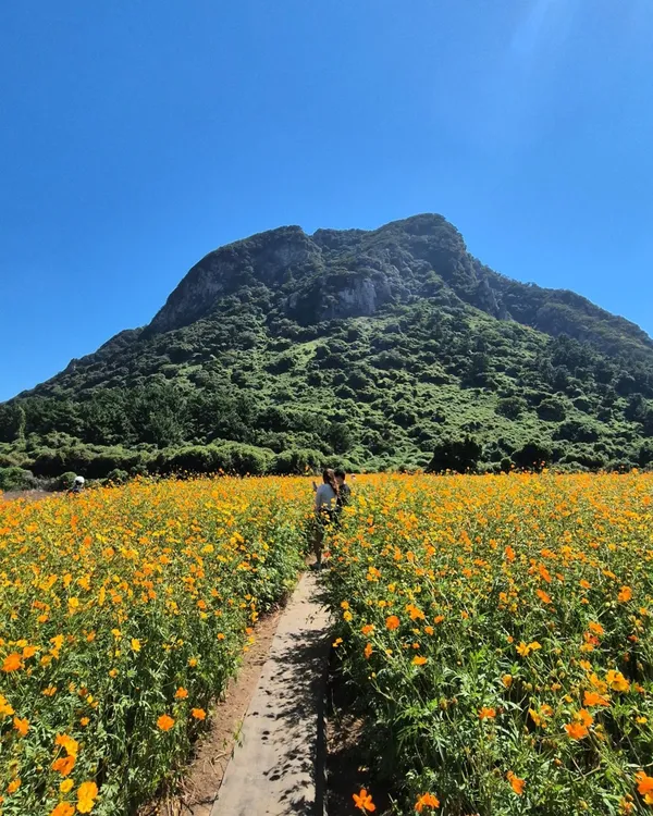 산방산유채꽃명소 사진 2
