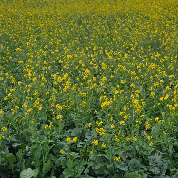 산방산유채꽃명소 사진 3