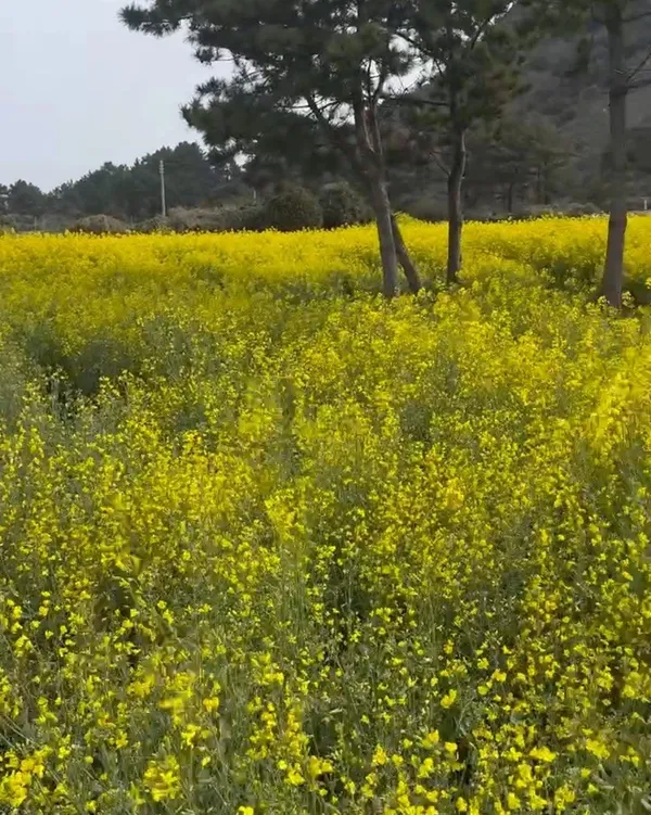 Sanbangsan Yuchaekkot Myeongso, photo 5