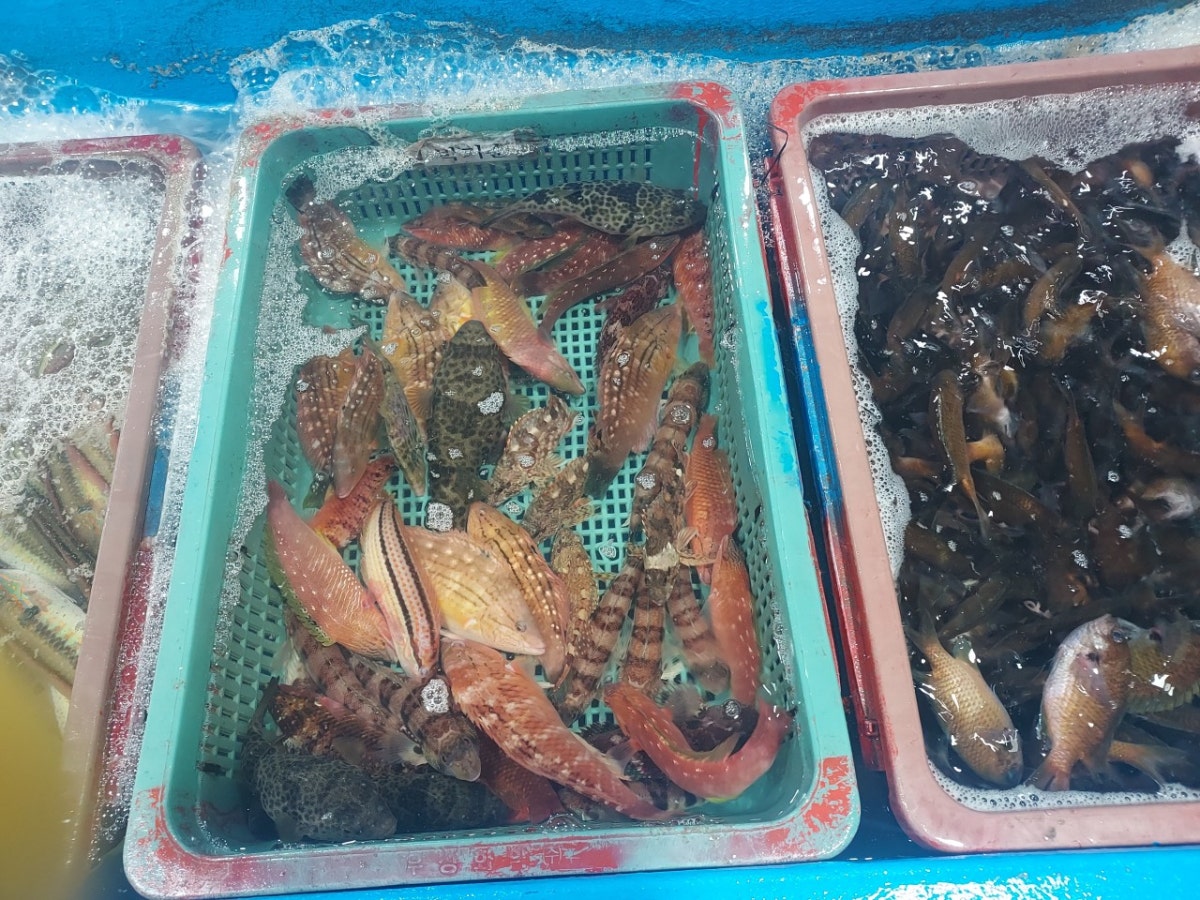 바다회향기 사진 4