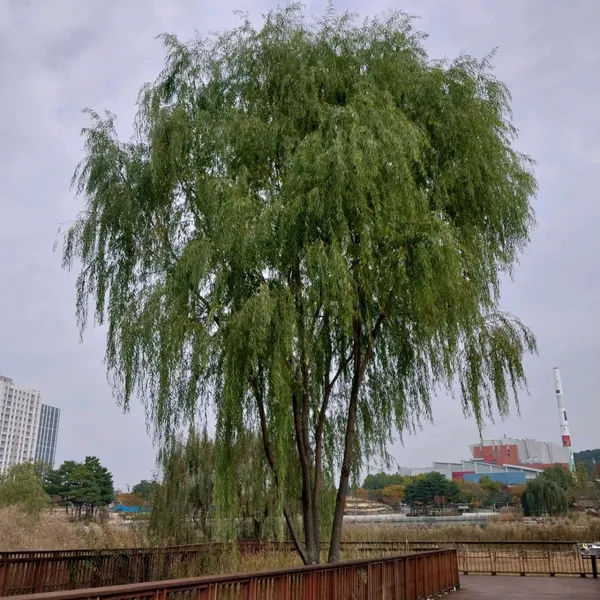 한강신도시 호수공원 사진 4