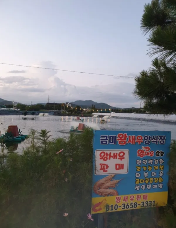 금마왕새우 사진 4