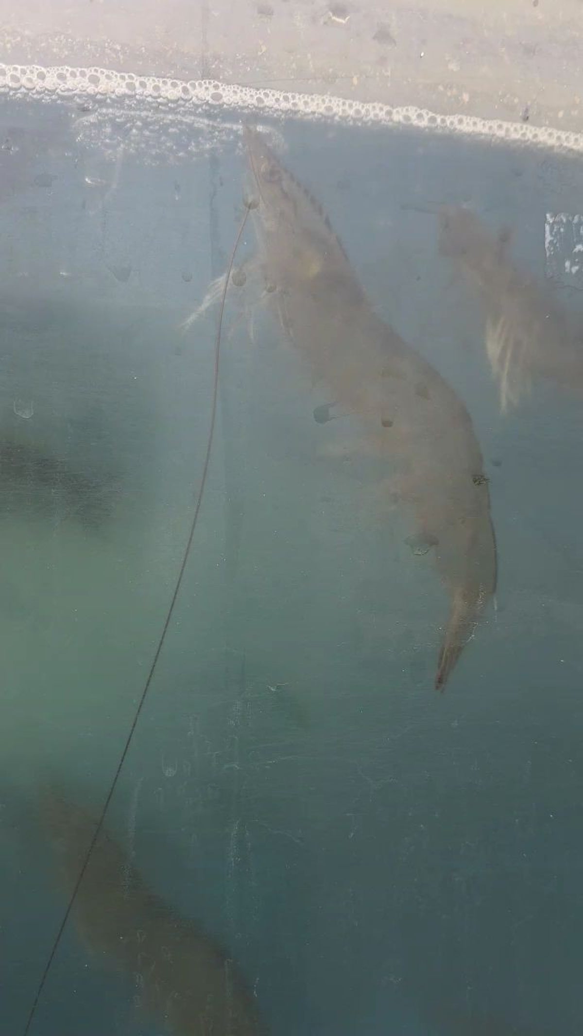 선두수산 새우양식장 사진 5