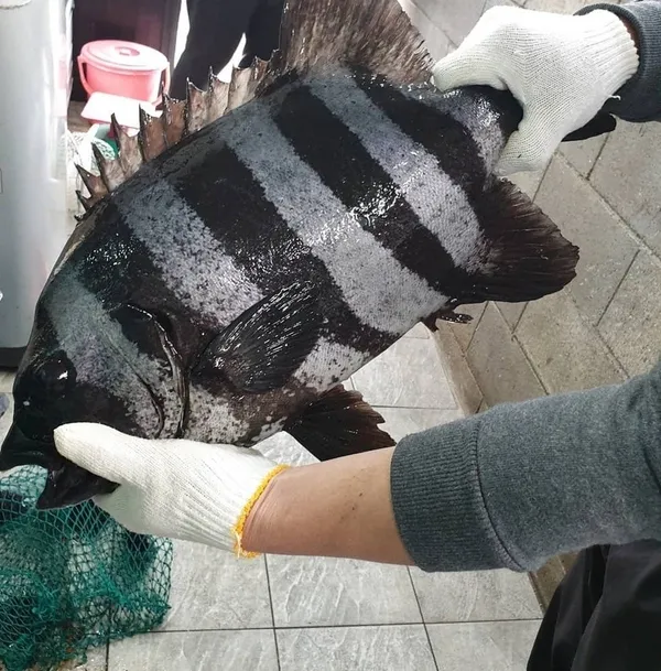 바다이야기 사진 5