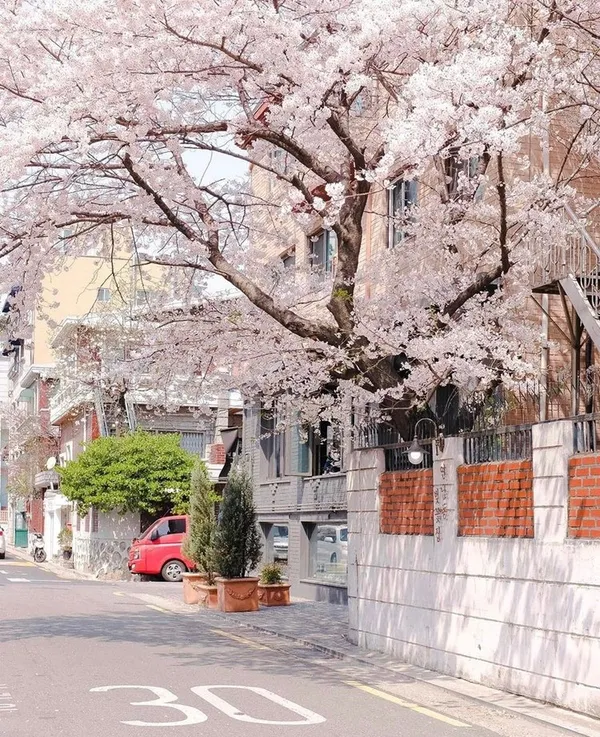 연남동벚꽃집 사진 3