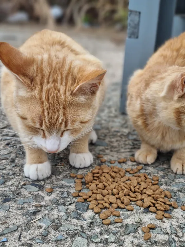 돈다발기사식당 사진 4
