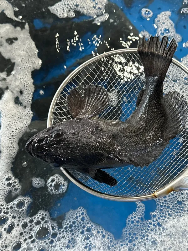 깻잎수산에코시티점 사진 5