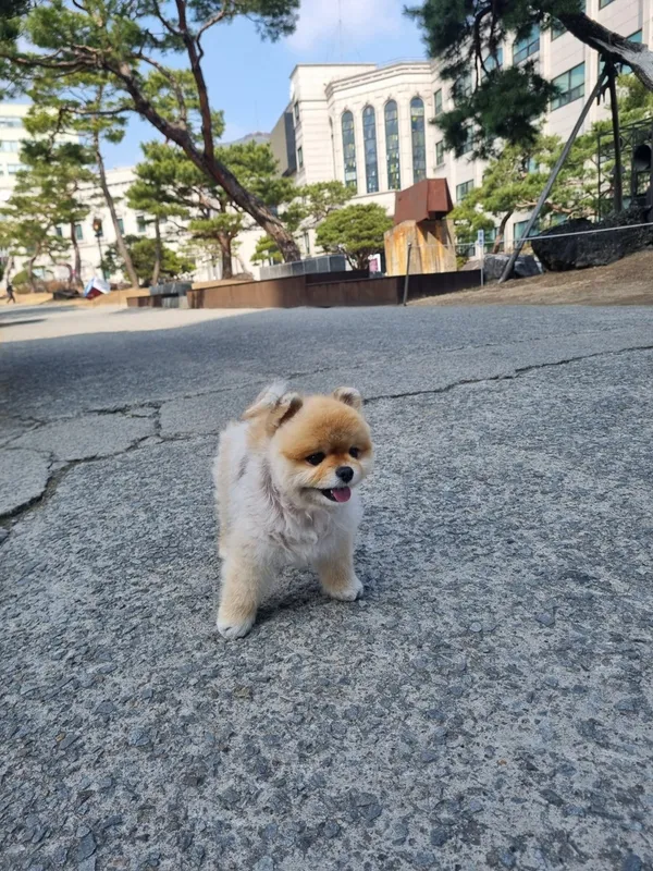 밀면전문점 사진 4