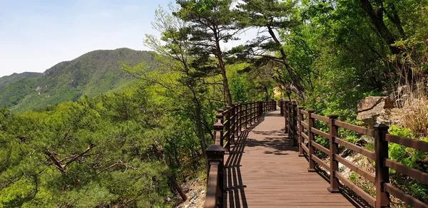 국립제천치유의숲 사진 2