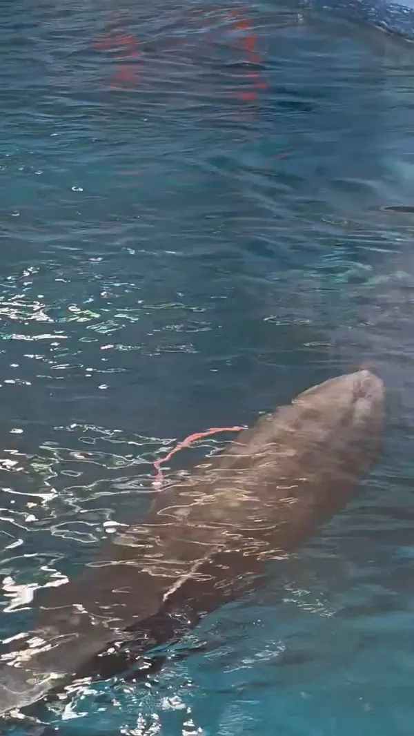 Jangsaengpo Whale Ecology Experience Center, photo 5