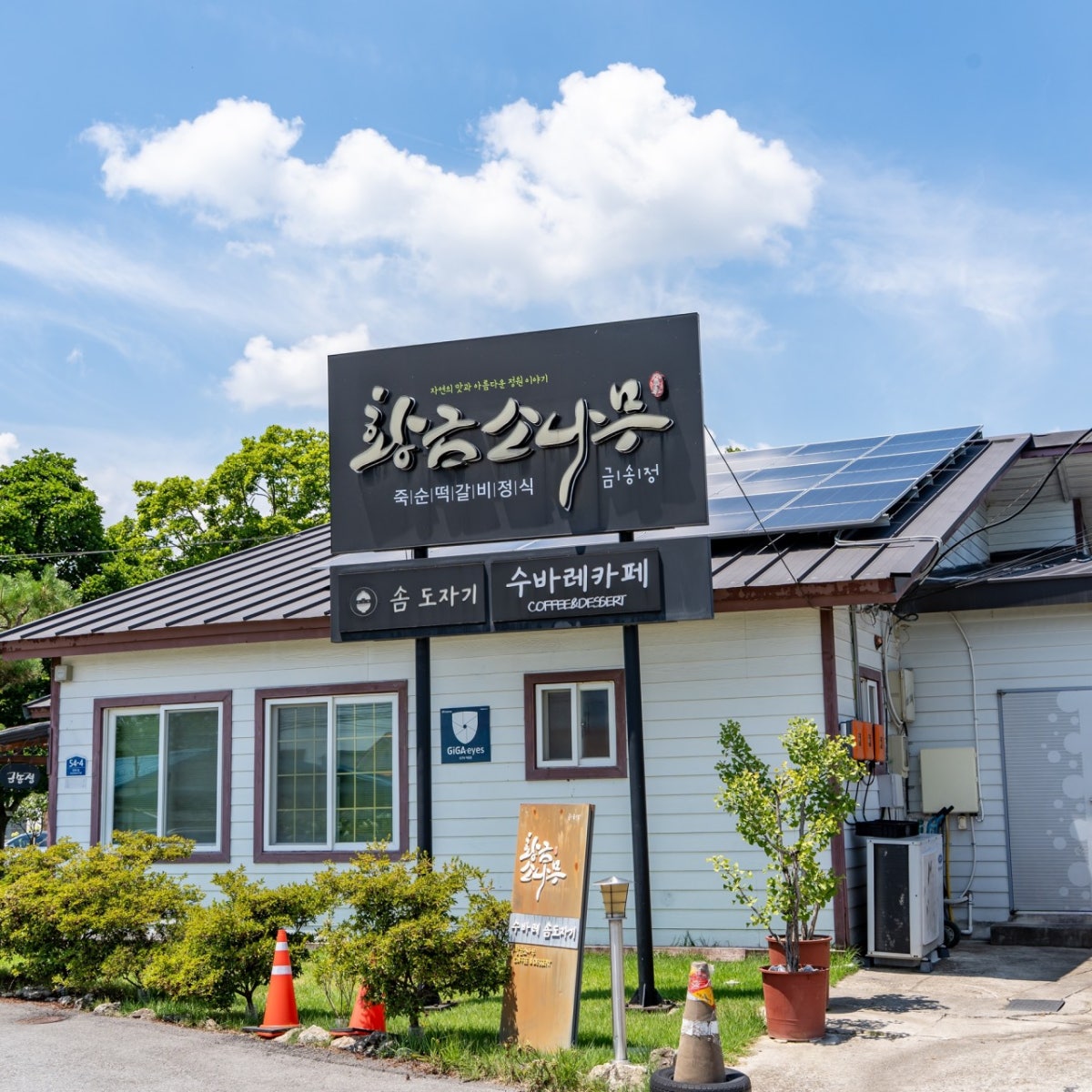 황금소나무 사진 5