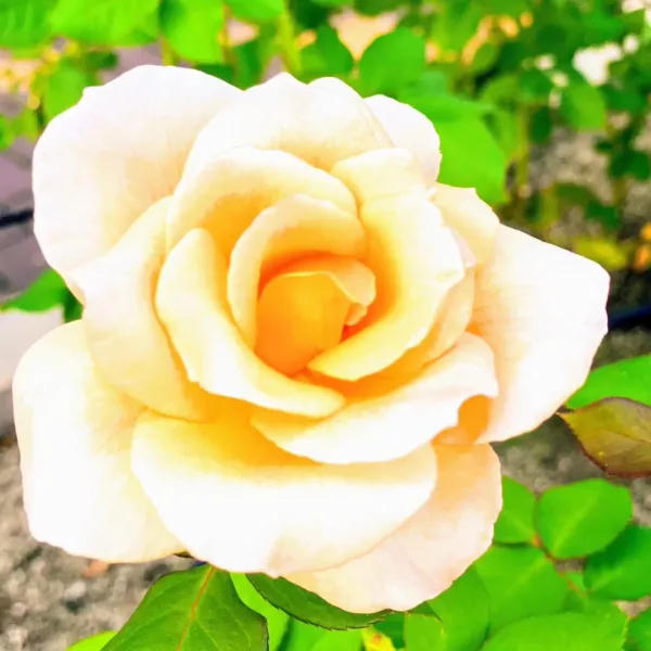 오사카부립 나카노시마 도서관 사진 5