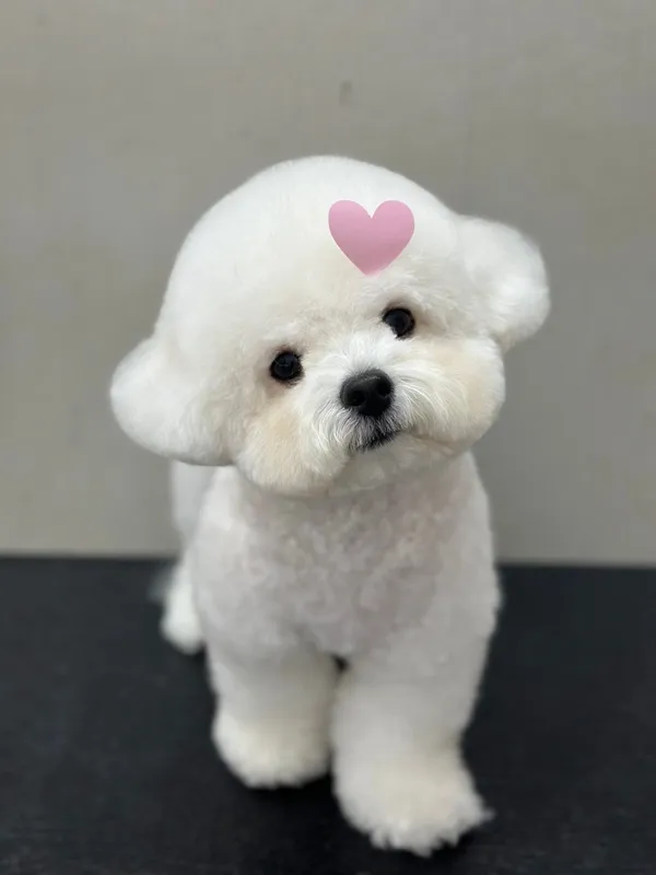 캉스펫 사진 2