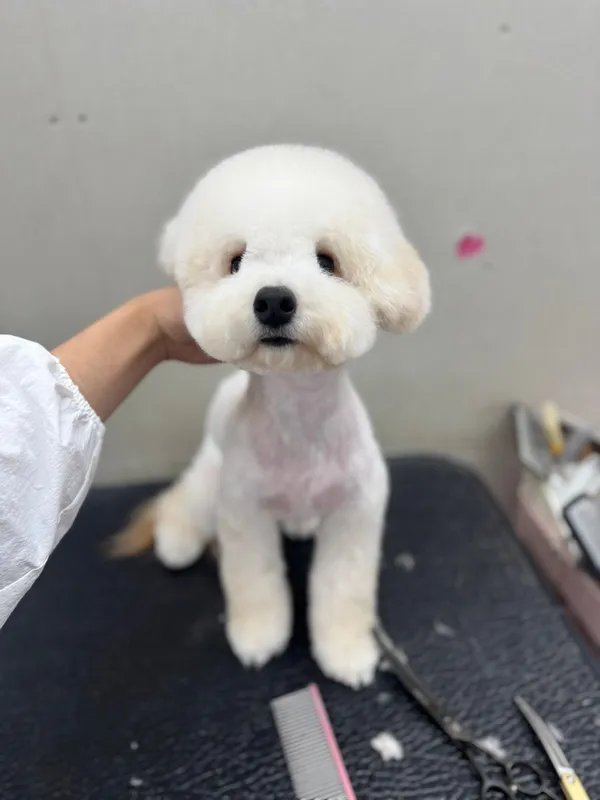 캉스펫 사진 3