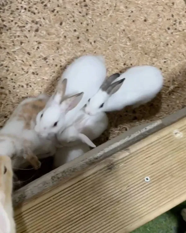 애니멀필드2 사진 5