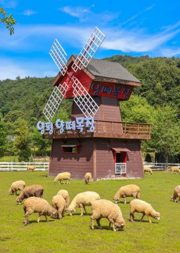 양평양떼목장 사진 4