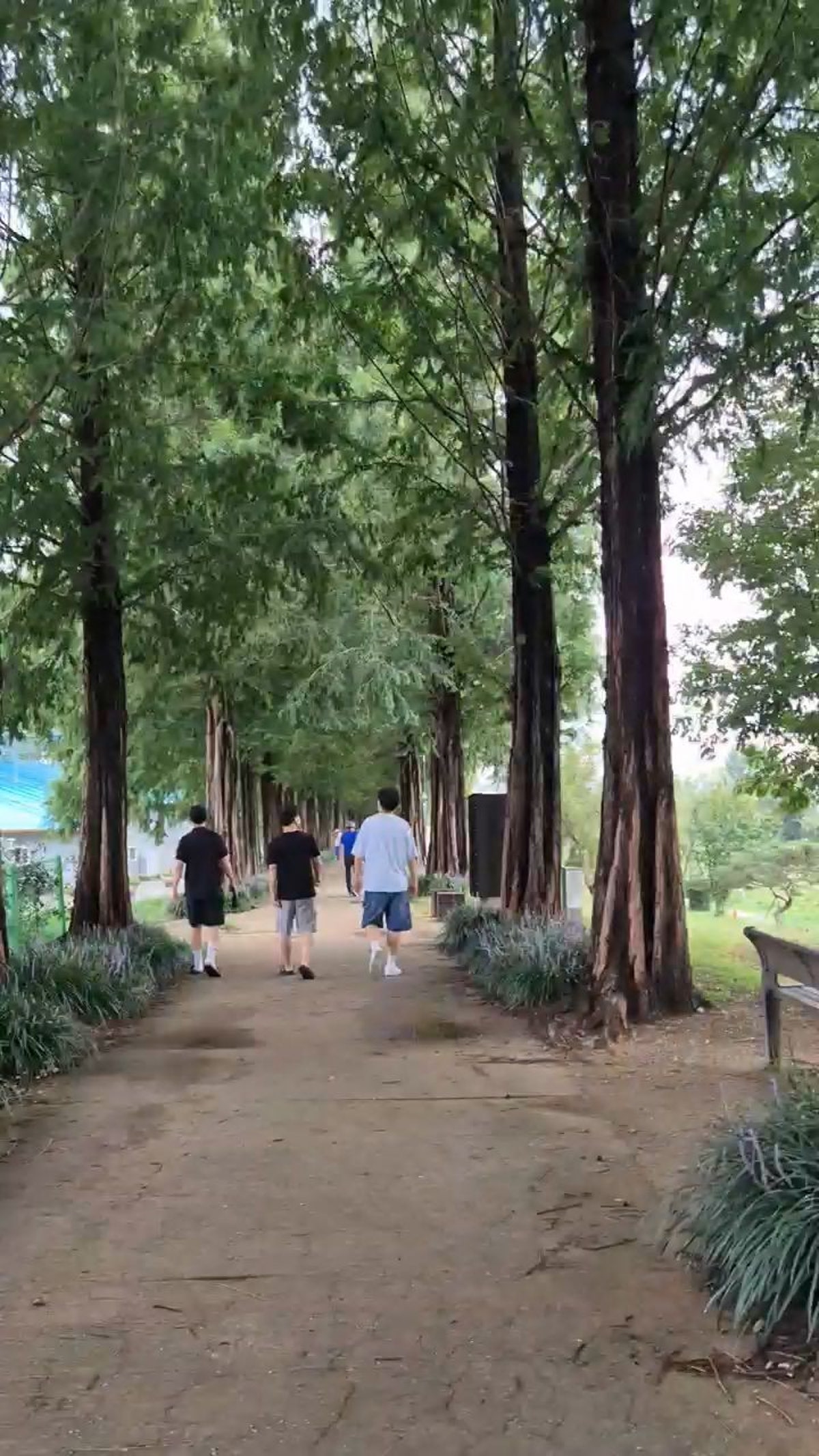 공주 메타세콰이어길 사진 5