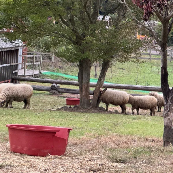 Dochidol Alpaca Farm, photo 4