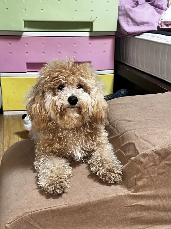 꽁스타멍 아프로퐁디르, photo 4
