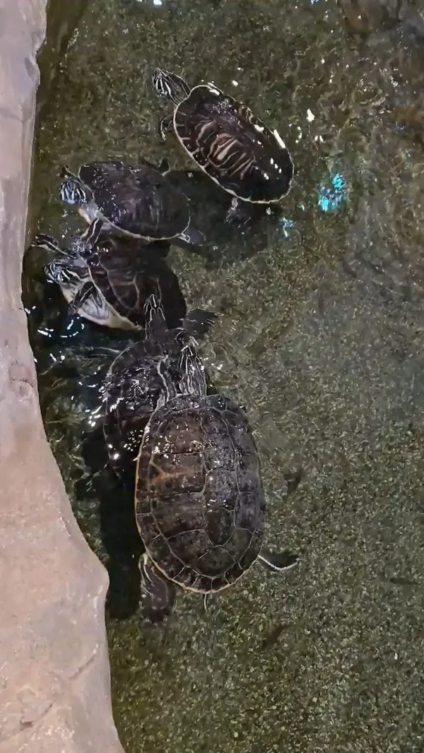 주렁주렁 동물원 동탄점 사진 5