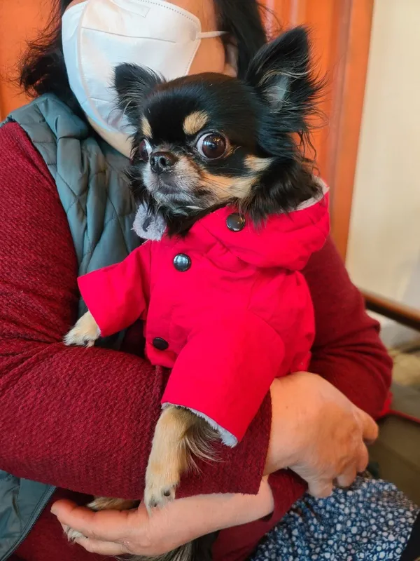チョンガムの写真5