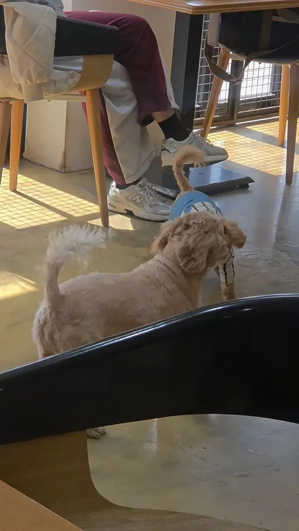 Meongmungmong Dog Cafe, photo 5