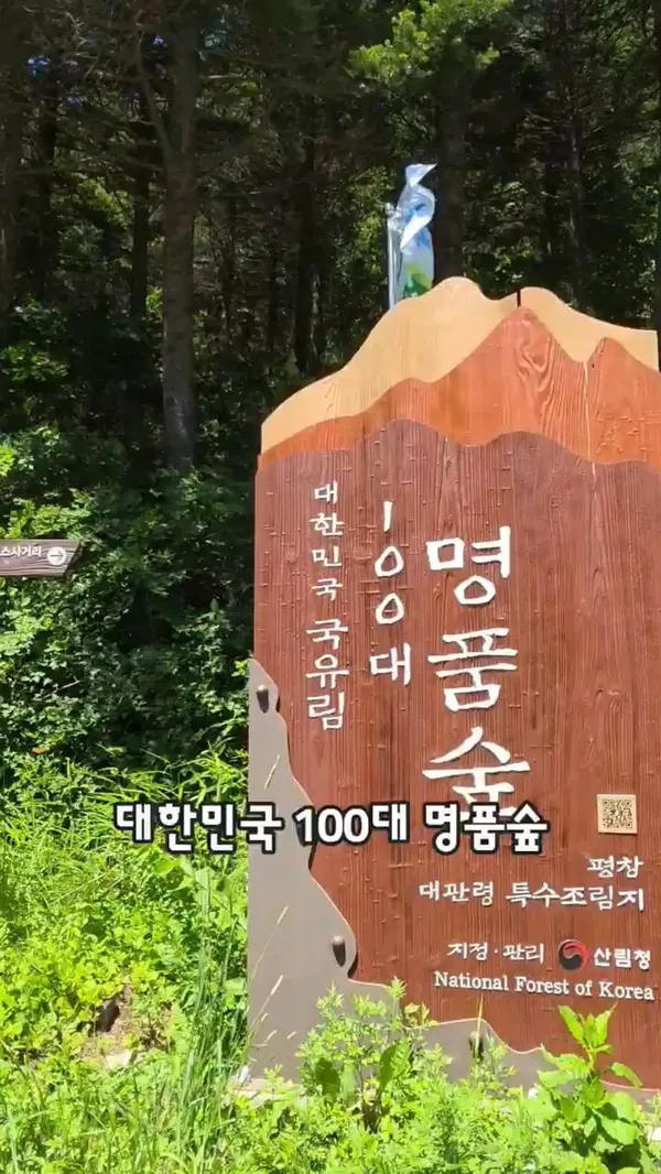 대관령 사진 2