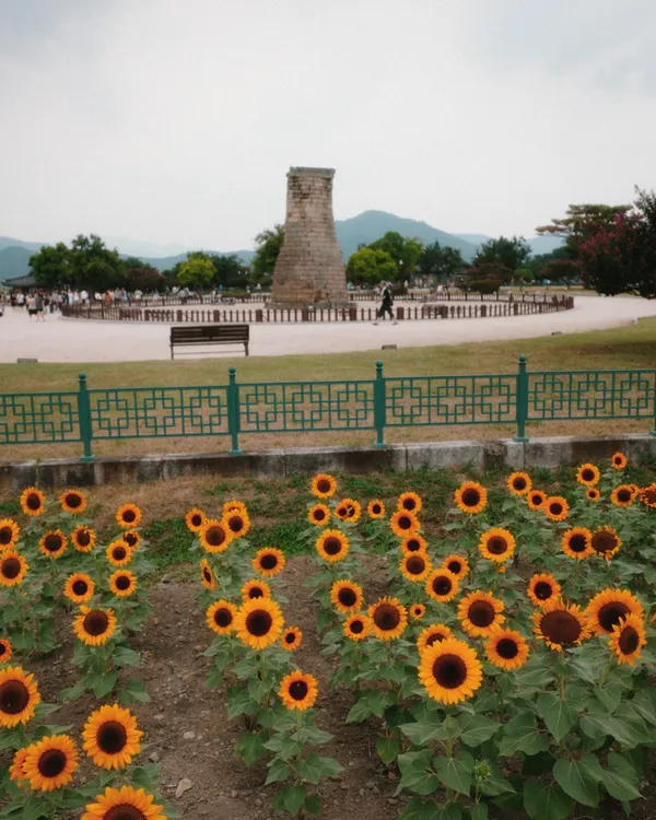 첨성대 해바라기밭 사진 2