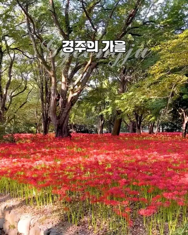 첨성대 해바라기밭 사진 5