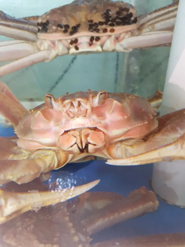 대게한마당주문진본점 사진 2