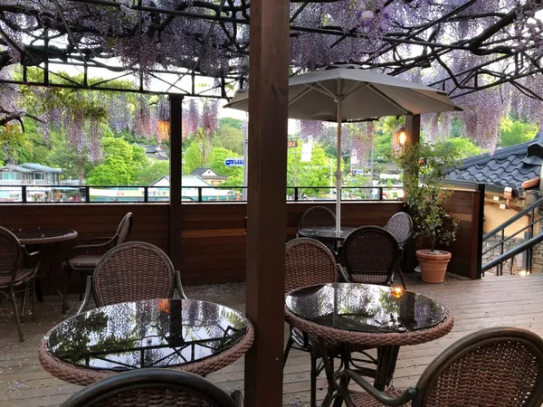 Wisteria, photo 4