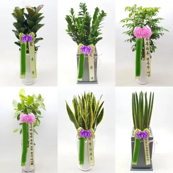 그린메이트 사진 4