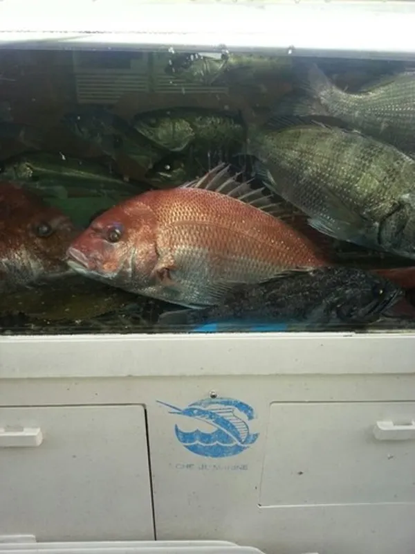 삼천포사랑도횟집 사진 2