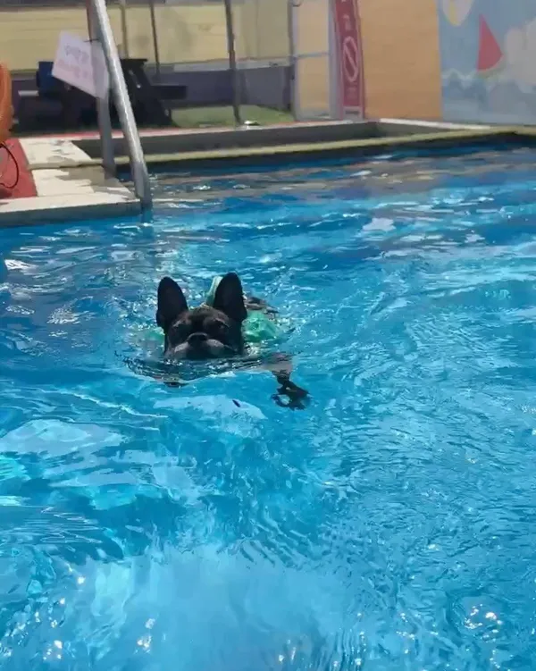 Dogs Pozium