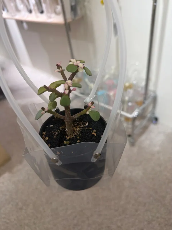 OHHO Flower 사진 5