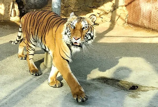 Gangneung Twin Animal Farm, photo 4