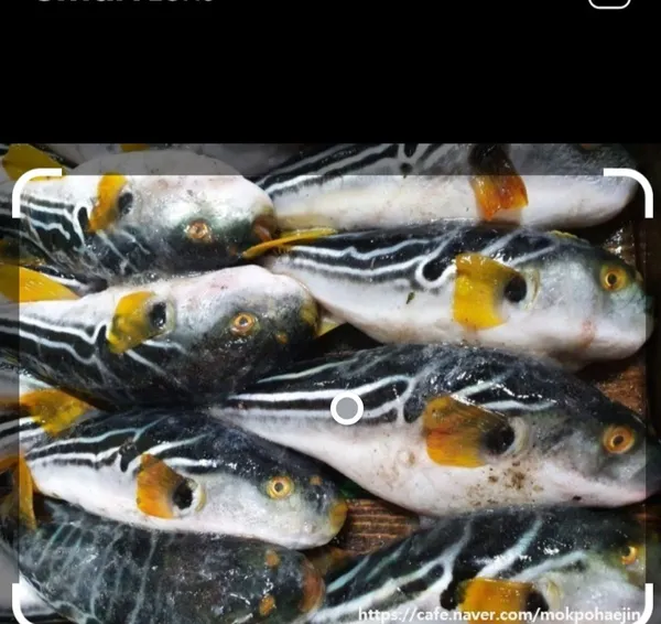 부산복어집 사진 2