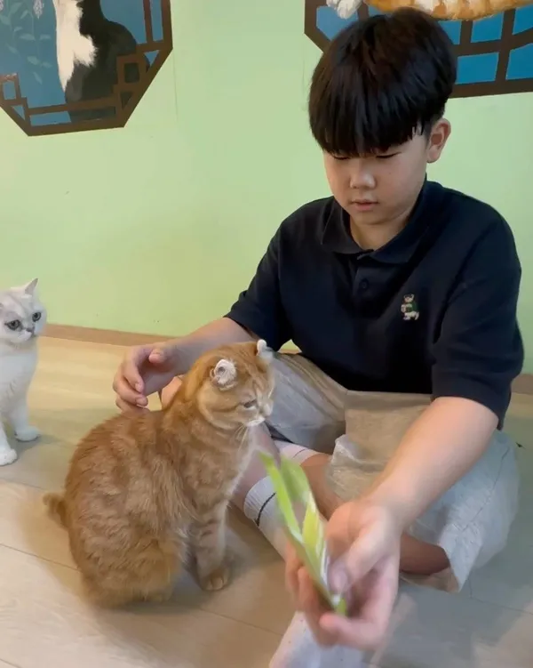 Cat Cafe Haenggung Myoyeon Suwon Haenggung Branch, photo 2