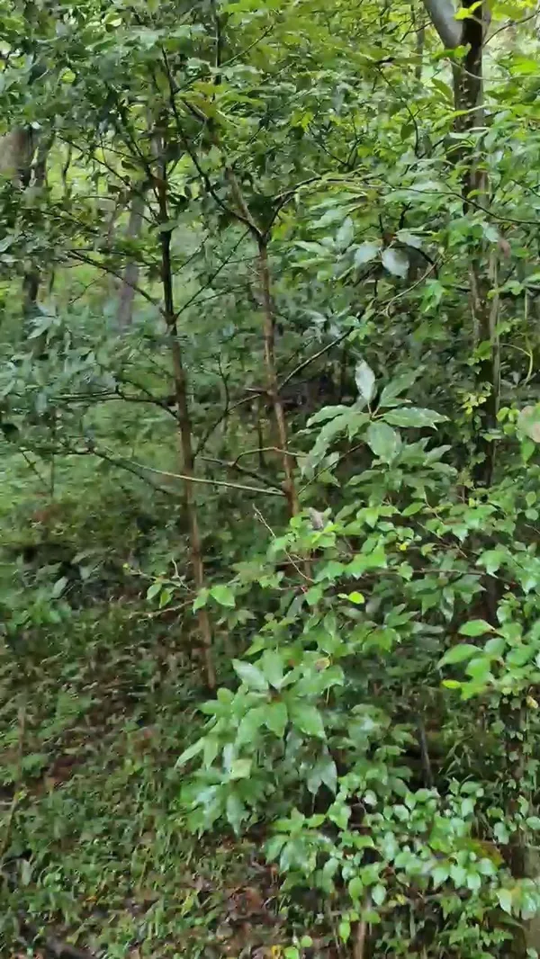 ソギポ自然休養林の写真5