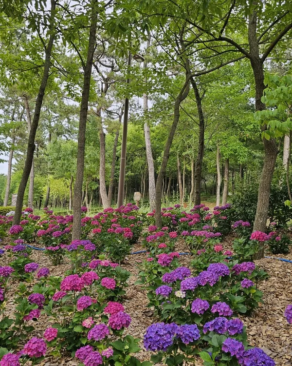 빛가람호수공원 사진 4