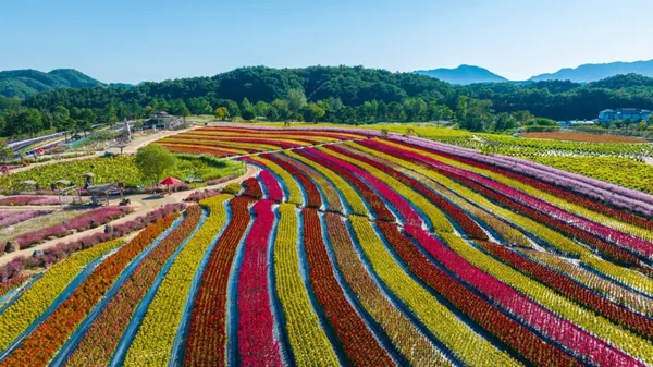 고석정꽃밭 사진 4