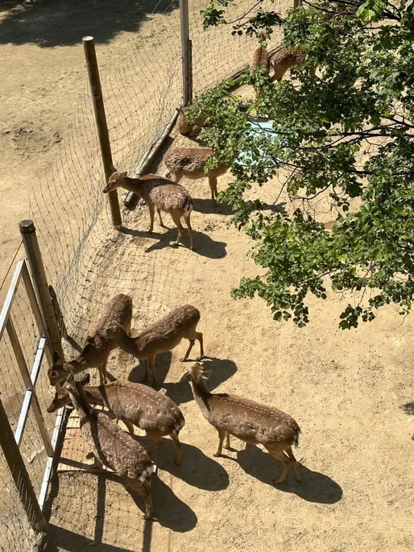 서울숲꽃사슴방사장