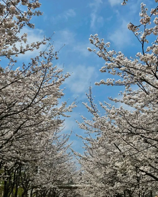 서울숲꽃사슴방사장 사진 3